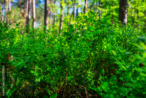 Berry bushes in the sunny summer forest, Poland