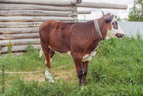 Beautiful cow, bull on a home farm.The calf eats grass. Animal husbandry, household management, the concept of organic agriculture. Close-up.for milk production. 