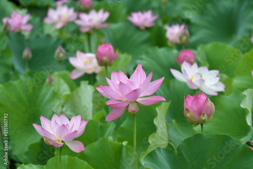 星名池の美しい蓮の花