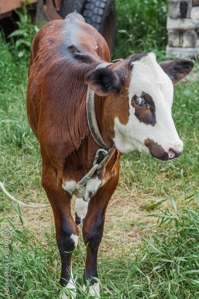 Beautiful cow, bull on a home farm.The calf eats grass. Animal husbandry, household management, the concept of organic agriculture. Close-up.for milk production. Beautiful cow, bull on a home farm.The calf eats grass. Animal husbandry, household management, the concept of organic agriculture. Close-up.for milk production.