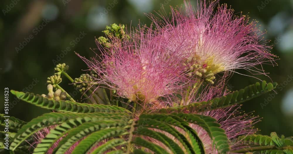 Vidéo Stock julibrissin also named Persian silk tree or pink