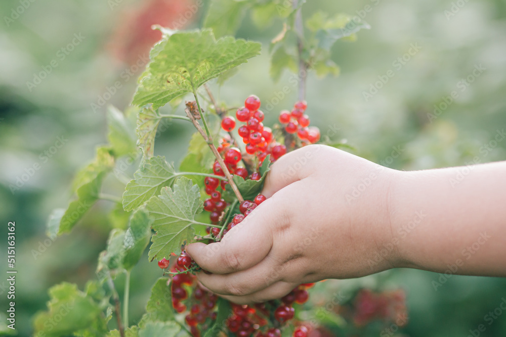 currant in hands currant in hands