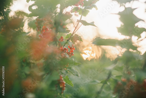 morning in the garden. Red berries on the bush © Yulia