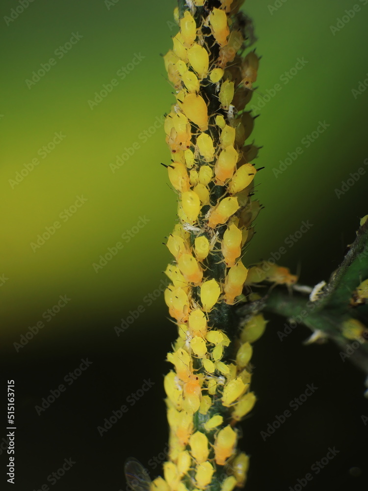 close-up weaver ant farming the aphids colony on leaf close-up weaver ant farming the aphids colony on leaf