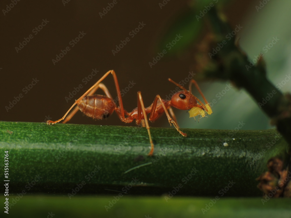 close-up weaver ant farming the aphids colony on leaf