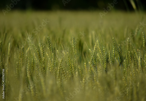 Beautiful wheat green field Kohat, Kpk, Pakistan, South Asia photo