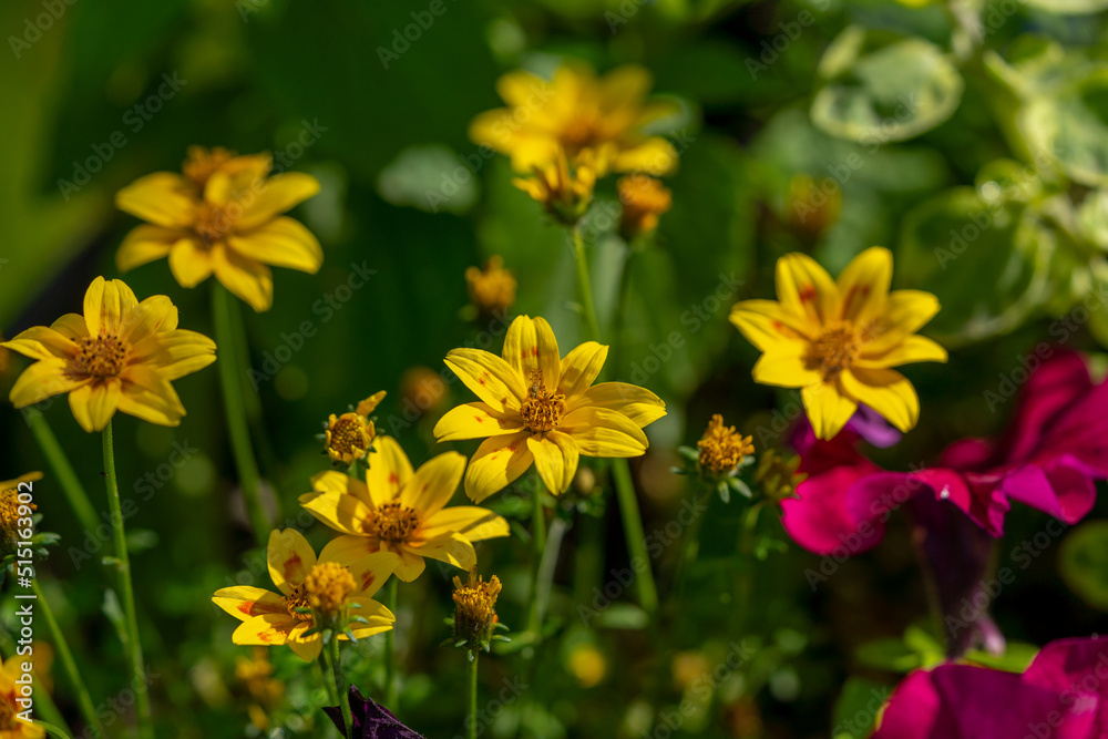 mix of garden flower in plastic pot, nature background, sunset light, copy space, Slovakia, Europe mix of garden flower in plastic pot, nature background, sunset light, copy space, Slovakia, Europe