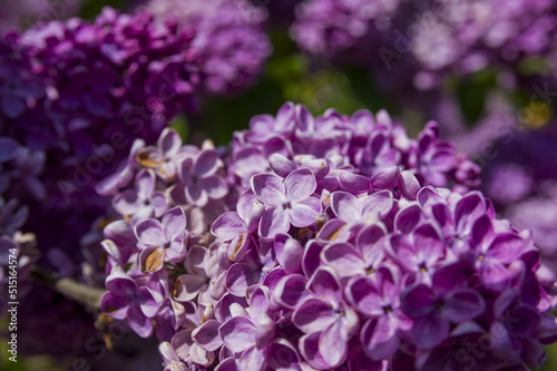 Close-Up of big purple, pink, blue, white lilac branch blooms on blurred background. Summer time bouquet of tender tiny flowers. Soft selective focus on delicate natural flowers on spring green bush