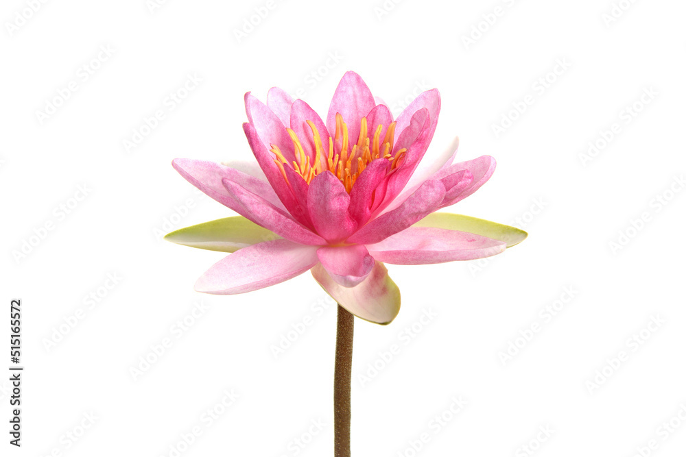 Close up of  beautiful pink water lily blooming isolated on white