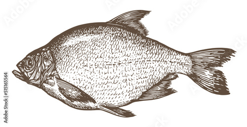 Sketch sea bream sketch vintage. Hand drawn vector illustration of fish isolated on white background