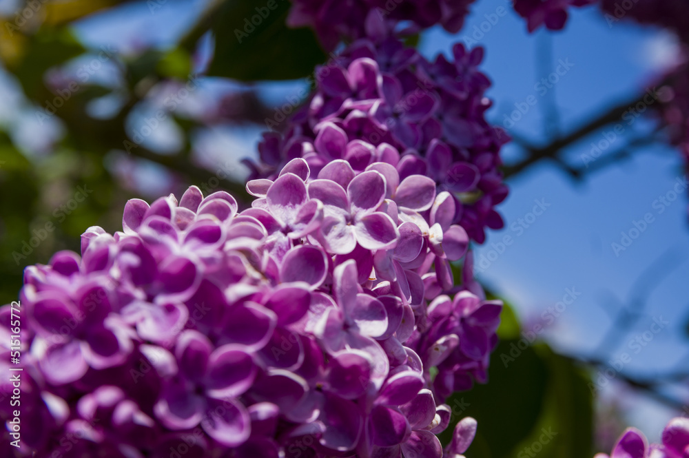 Close-Up of big purple, pink, blue, white lilac branch blooms on blurred background. Summer time bouquet of tender tiny flowers. Soft selective focus on delicate natural flowers on spring green bush Close-Up of big purple, pink, blue, white lilac branch blooms on blurred background. Summer time bouquet of tender tiny flowers. Soft selective focus on delicate natural flowers on spring green bush