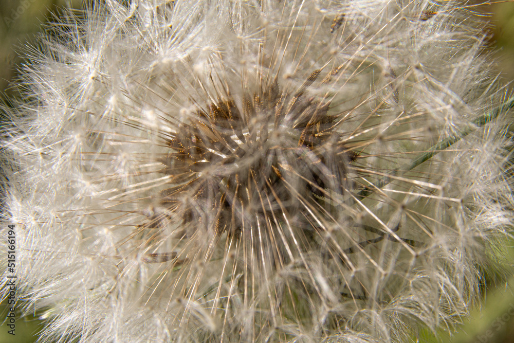 Löwenzahn, Pusteblume Löwenzahn, Pusteblume