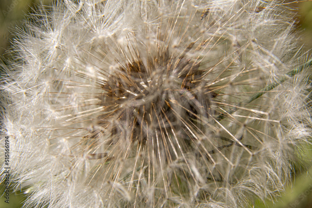 Löwenzahn, Pusteblume