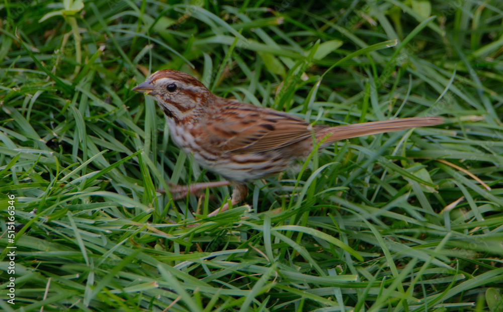 Song sparrow looking for food on the lawn in a park Song sparrow looking for food on the lawn in a park