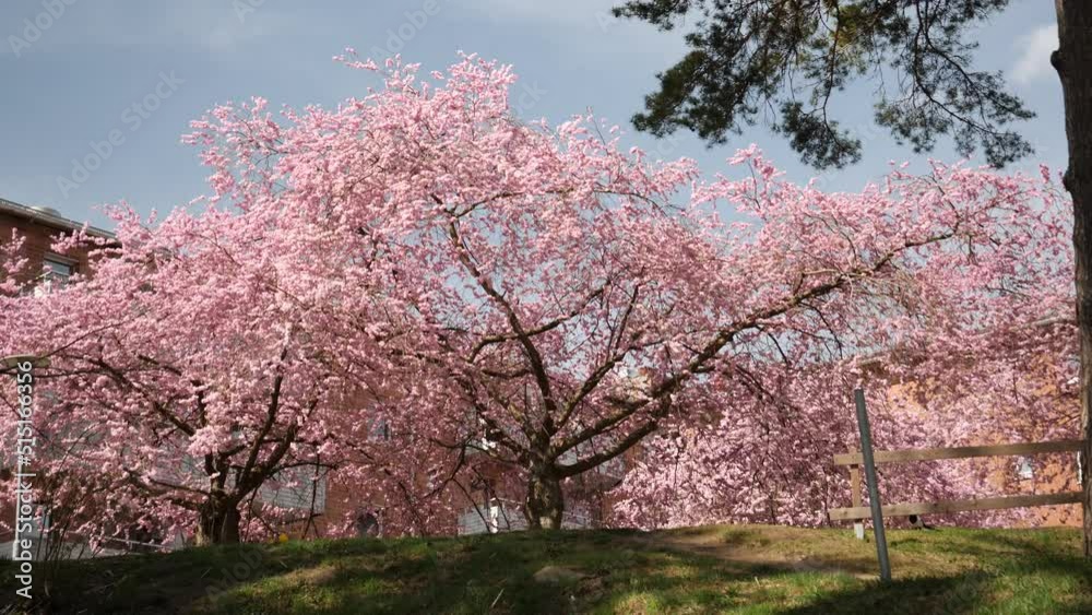 Sakura Cherry Blossom Trees Wide Tilt Shot, Low Angle Sakura Cherry Blossom Trees Wide Tilt Shot, Low Angle