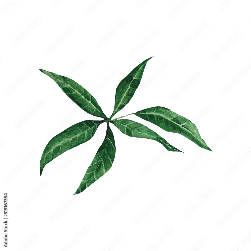 Watercolor botanical illustration. Mango leaf isolated on white background Watercolor botanical illustration. Mango leaf isolated on white background