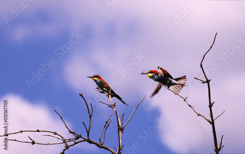 A pair of golden bee-eaters are sitting on a branch... One of them pushed off... flapped its wings and flew...with prey in its beak...