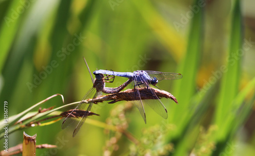Dragonflies procreating against the backdrop of lush green plants © chermit