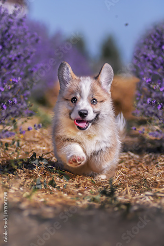 Happy Corgi Pembroke puppy running through a lavender field