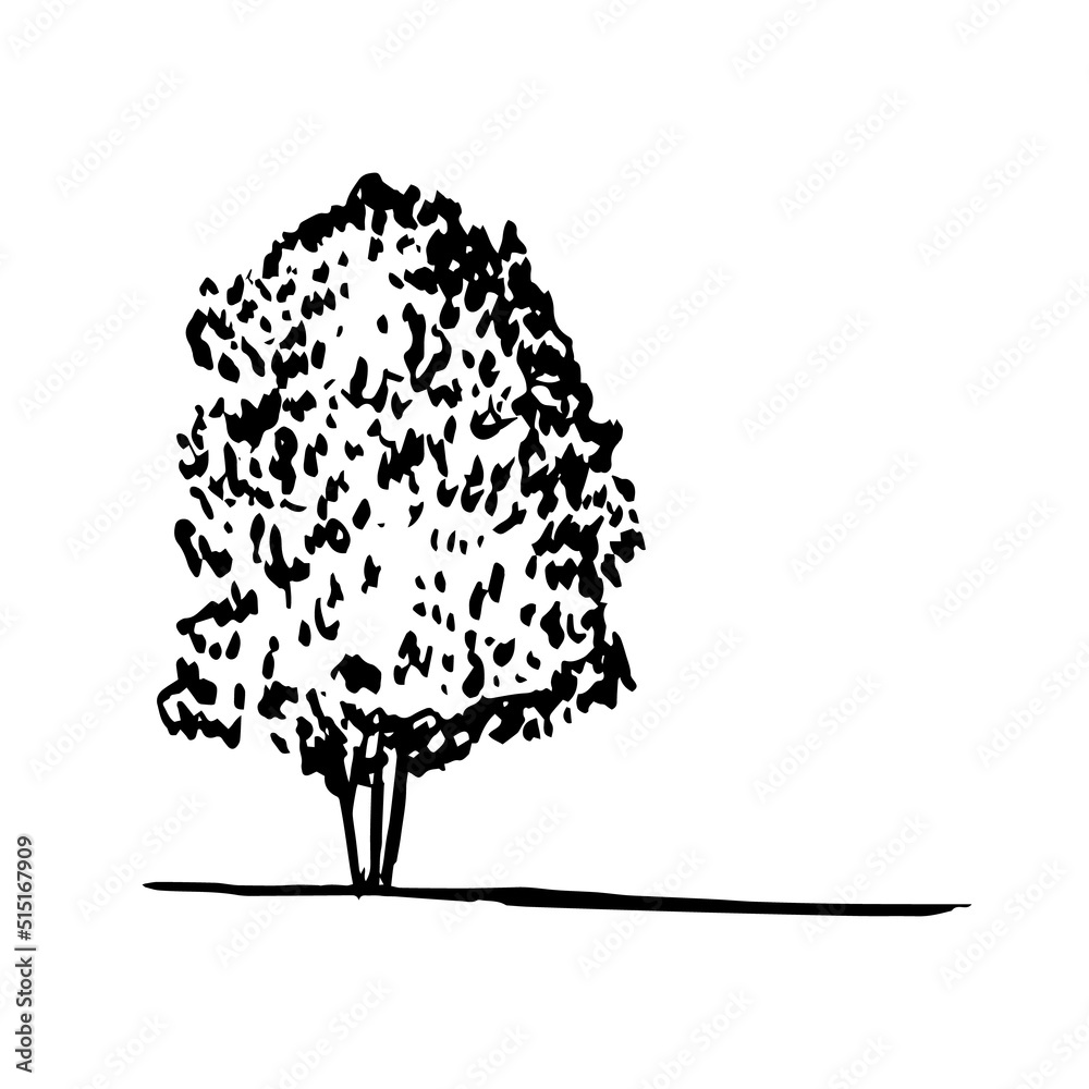 Hand drawn elm tree vector sketch. Vector elm tree clip art