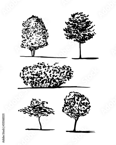 Different kinds of trees and bush vector set. Pine; birch; beech ash tree and walnut tree set