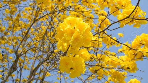 yellow flower Golden Tree , Yellow Trumpet Tree Scientific name Tabebuia chrysantha Nichols English called Golden Tree or Tallow Pui, flowers bloom yellow photo