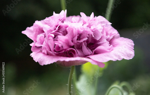 Poppy Candy Floss