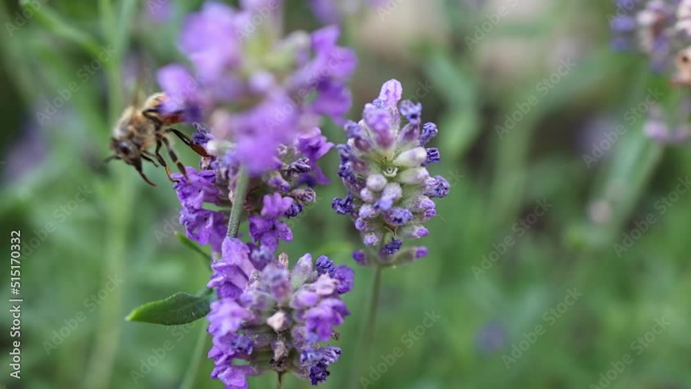 Close-up of a bee on garden lavender flowers while collecting pollen nectar, pollination. Slow motion Close-up of a bee on garden lavender flowers while collecting pollen nectar, pollination. Slow motion