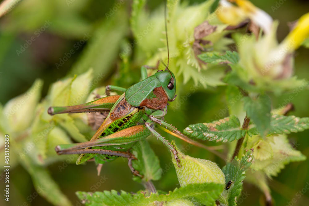 Macrophotographie d'insecte - Dectique verrucivore - Decticus verrucivorus Macrophotographie d'insecte - Dectique verrucivore - Decticus verrucivorus