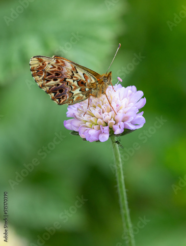 Macrophotographie d'un papillon - Nacré porphyrin - Boloria titania photo