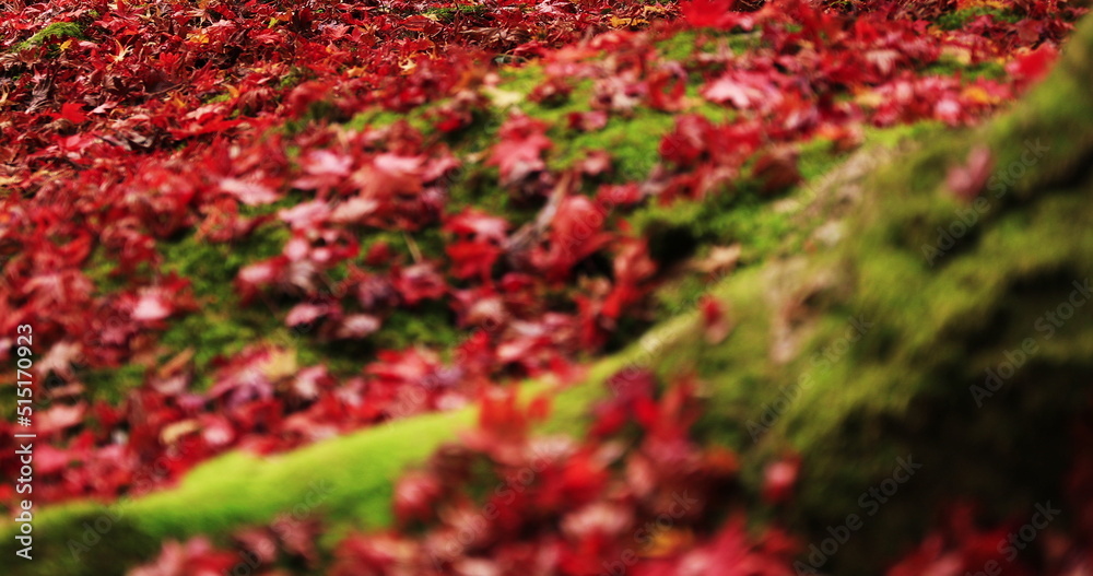 Red leaves at the traditional park at Enkouji temple in Sakyo district Kyoto Red leaves at the traditional park at Enkouji temple in Sakyo district Kyoto