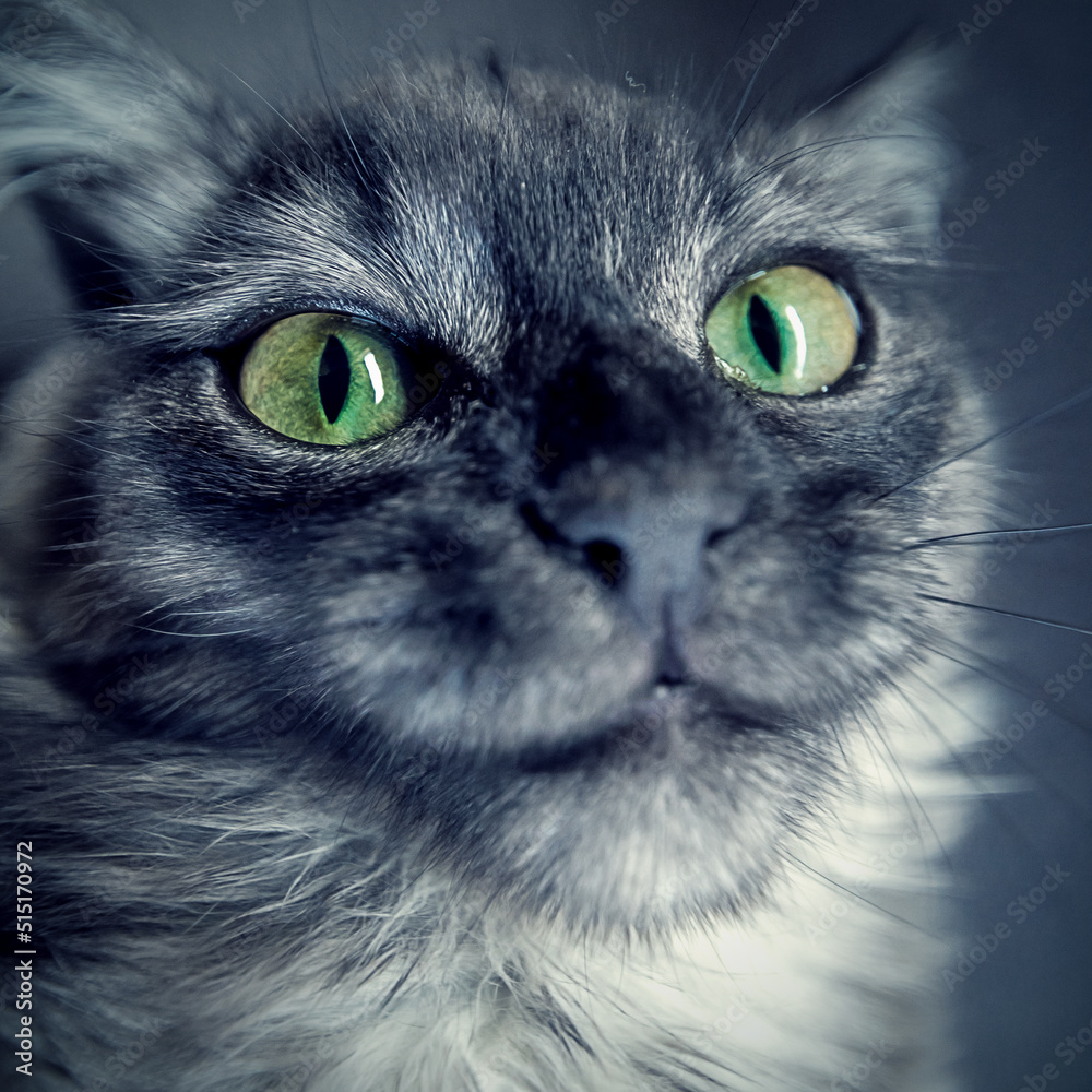 Gray cat with green eyes, portrait close-up Gray cat with green eyes, portrait close-up