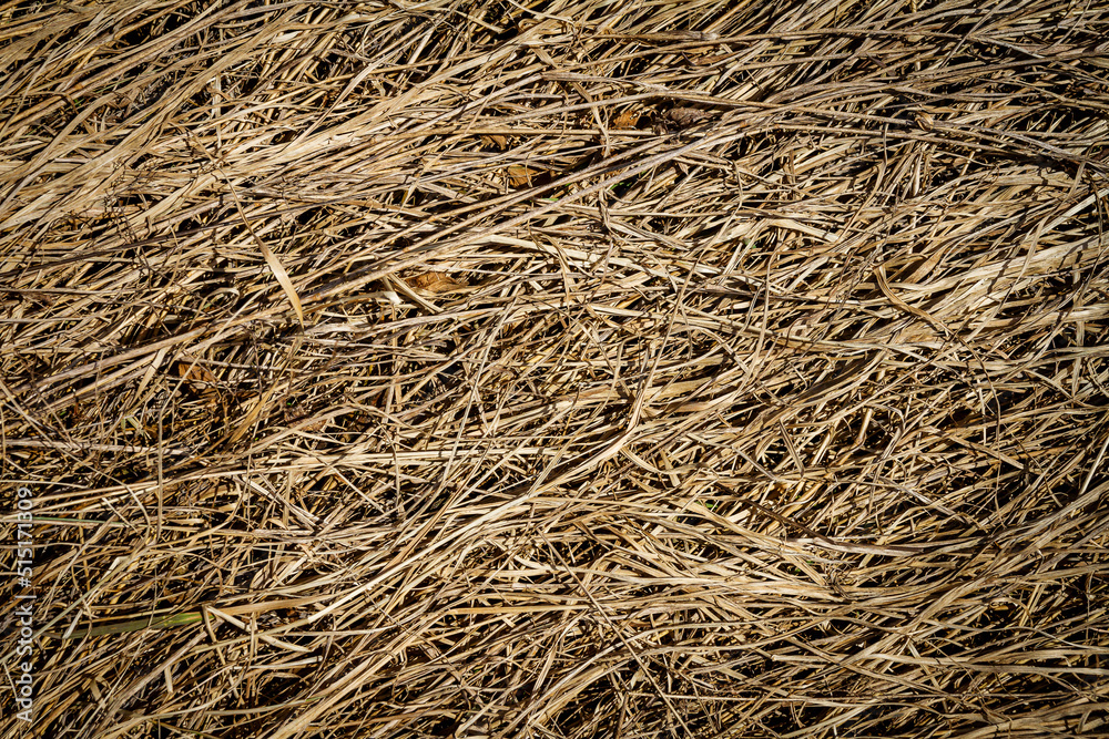 Closeup of old aged dry grass straw texture background Closeup of old aged dry grass straw texture background