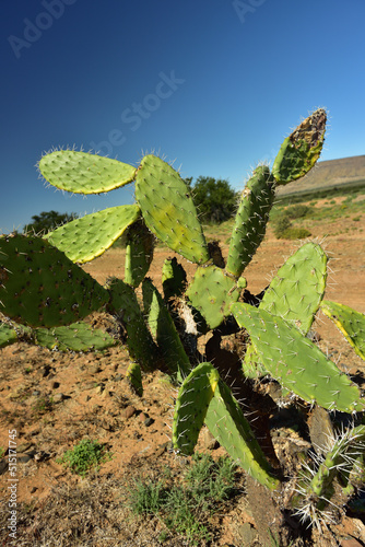 A prickley pear against the blue sky of the Karoo where these succulents grow wild photo