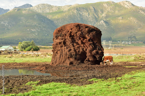 A Hereford cow grazing from a grape pomace heap photo