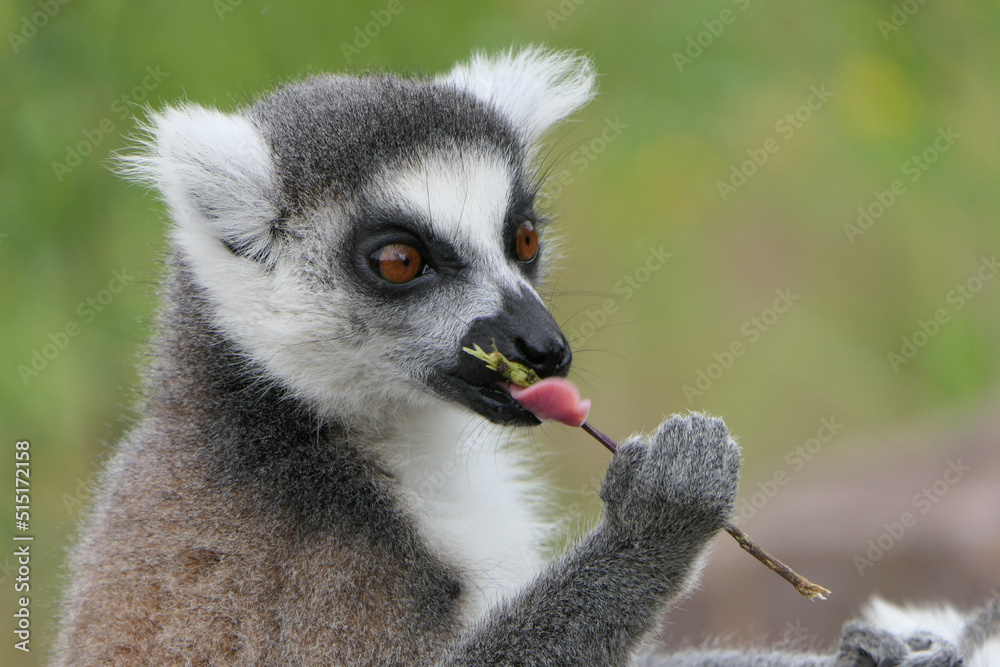 Eating lemur Eating lemur