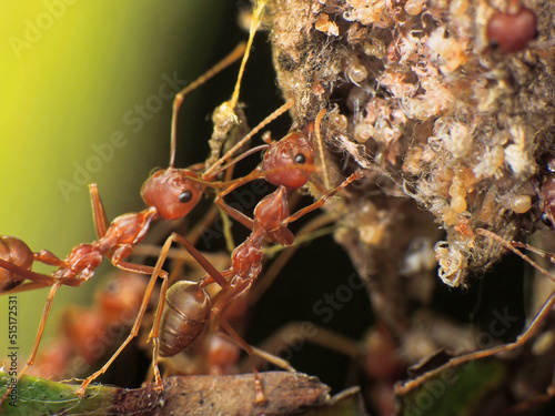 close-up of weaver ants colony caught for other insects