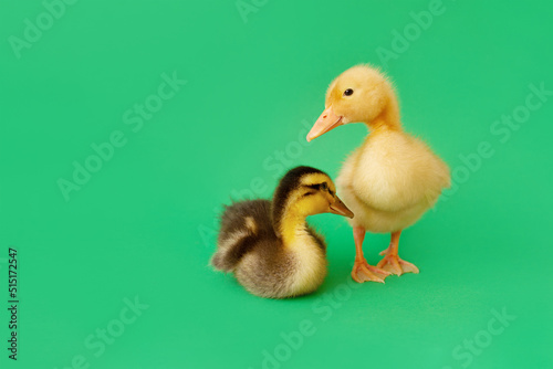 two small yellow and variegated duckling standing and sitting on green background, selective focus