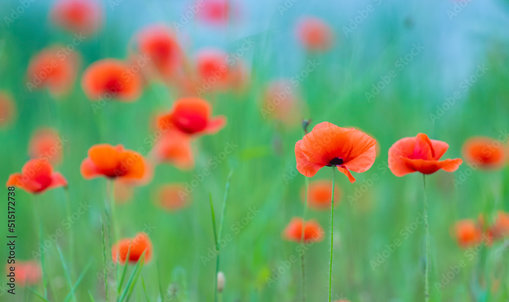 Obraz premium Flowers poppies blossom on wild field. Remembrance day concept. Horizontal remembrance day theme poster, greeting cards, headers, website and app.