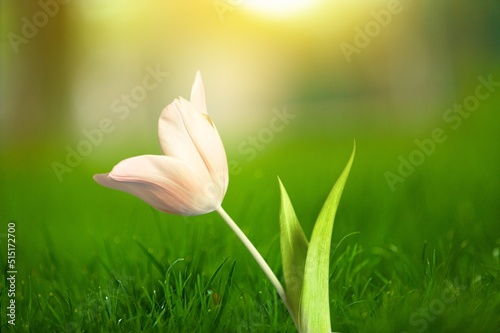 Colorful tulip flower on grass background. Spring floral concept.