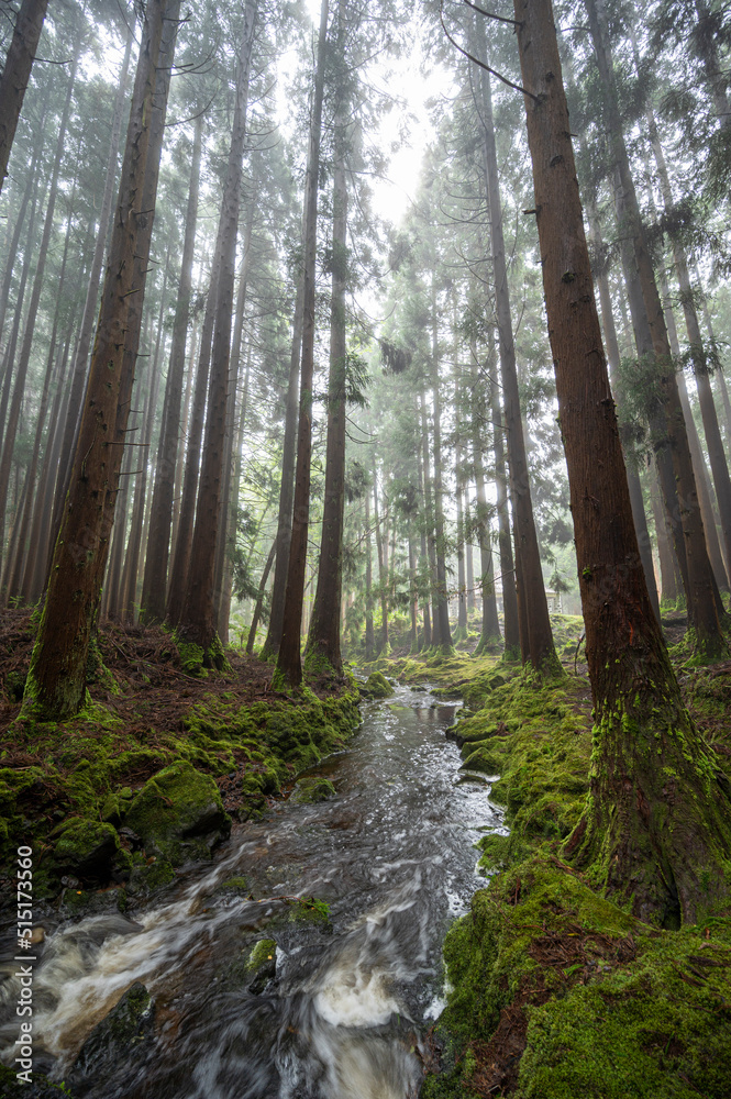 Rivière dans une foret native de Terceira aux Açores
Rivière dans une foret native de Terceira aux Açores