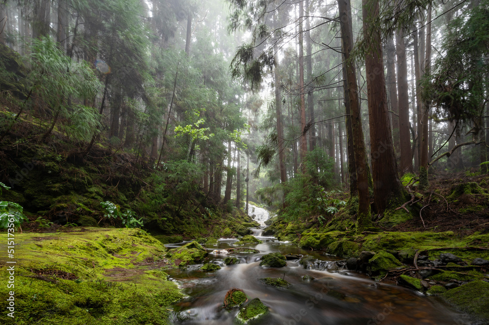 Obraz premium Rivière dans une foret native de Terceira aux Açores 