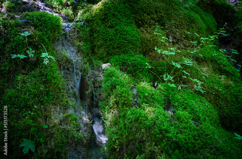 detail of moss with a trickle of water running 