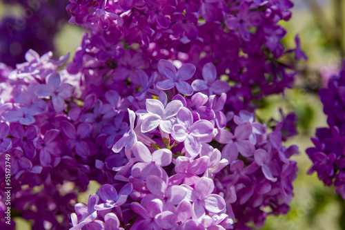 Close-Up of big purple  pink  blue  white lilac branch blooms on blurred background. Summer time bouquet of tender tiny flowers. Soft selective focus