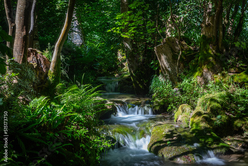 beautiful creek with moss and fern © Martin Schlecht