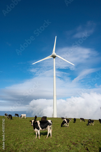 Eolienne avec vaches en premier plan sur l'ile de Terceira, Açores
