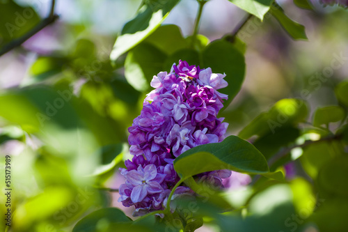 Close-Up of big purple  pink  blue  white lilac branch blooms on blurred background. Summer time bouquet of tender tiny flowers. Soft selective focus