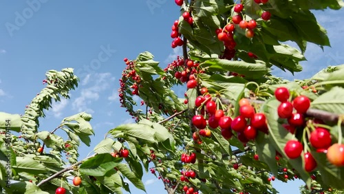 Sweet cherry (Prunus avium) tree branches full of ripe red fruit in summer