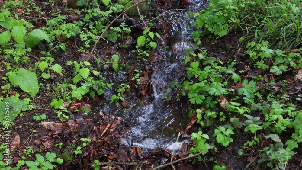 Creek or stream in the forest. Fresh spring water in forest in spring. Nature or environment or ecology or earth day concept video. Creek or stream in the forest. Fresh spring water in forest in spring. Nature or environment or ecology or earth day concept video.