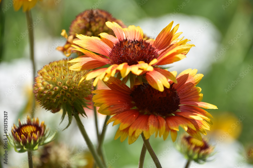 Red and Yellow Blanketflower Blossom Blooming and Flowering Red and Yellow Blanketflower Blossom Blooming and Flowering